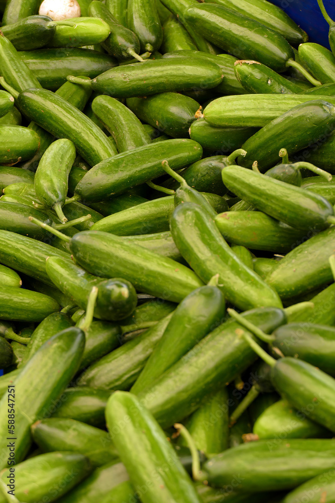 Pile of green peppers in the central market Pile of green peppers in the central market