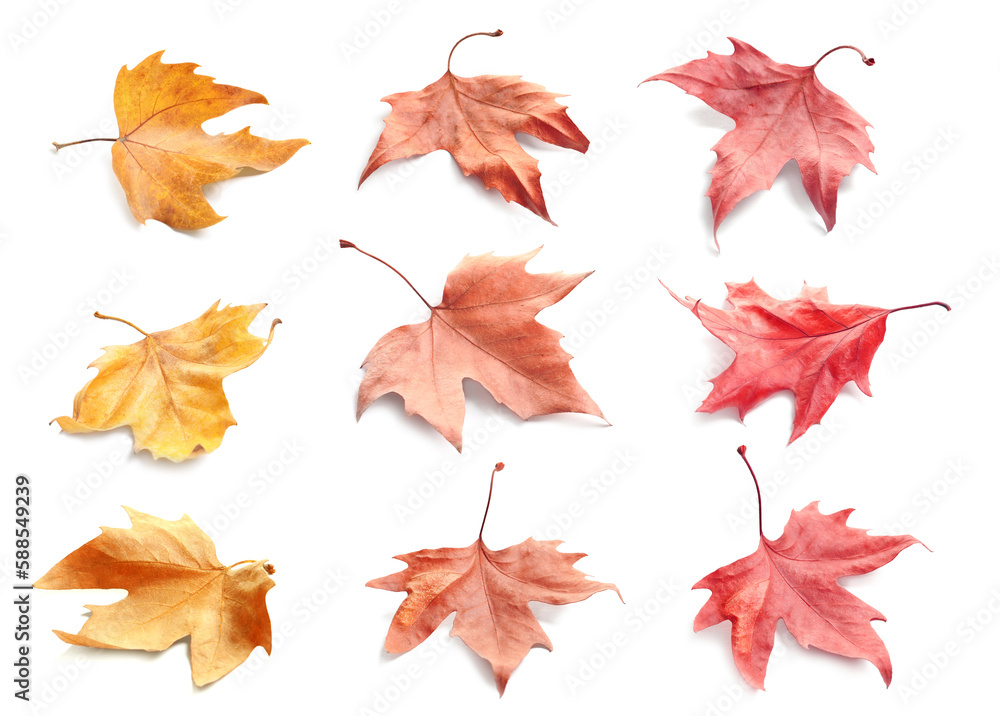 Collage with fallen autumn leaves on white background