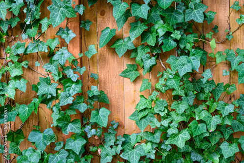 Vibrant green English ivy growing up a new wood fence
 photo