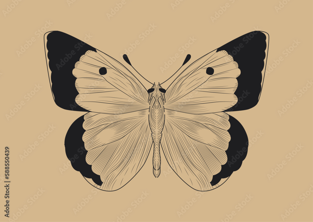 custom made wallpaper toronto digitalLine butterfly concept. Papilio machaon, insect with wings. Symbol of summer and spring seasons. Nature, fauna and wild life. Zoology and biology. Cartoon flat vector illustration