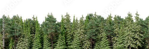 3D rendering of the background panorama of a coniferous forest. Detailed outdoor background of hilly forest. Wide seamless panorama of a forest of coniferous trees.