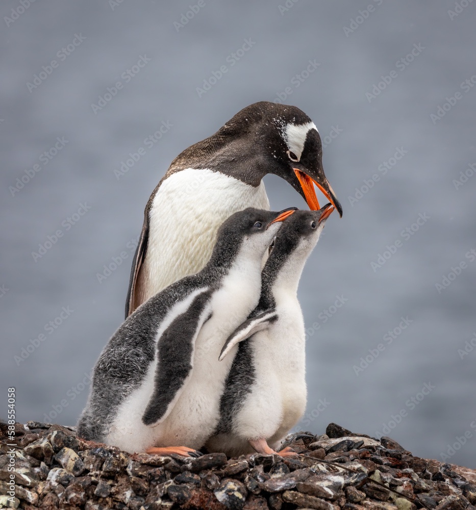 Naklejka premium Gentoo penguins in Antarctica