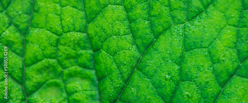 Vivid natural texture of wet green leaf with veins. Minimalist nature background with dew drops on green leaf surface. Beautiful minimal backdrop with droplets on leaf in macro. Nature texture of leaf