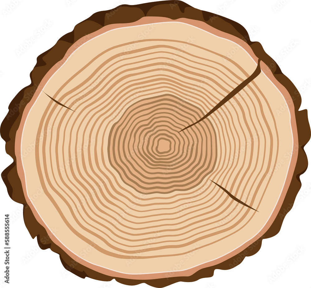 Fototapeta premium Stump of oak or pine lumber, wood cut tree trunk