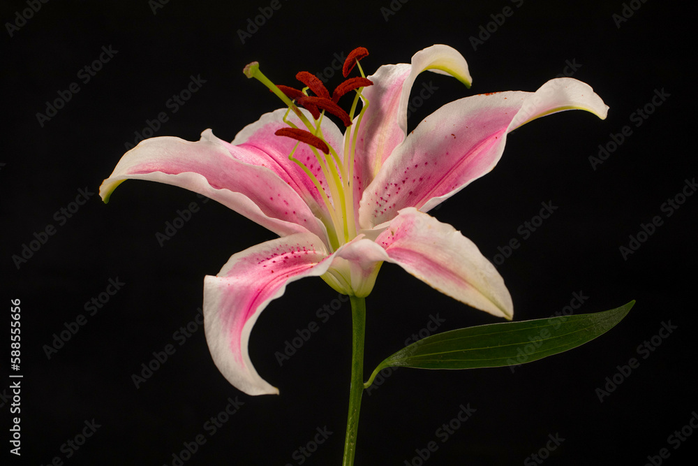 The lily is a genus of flowering plant. There are many species of