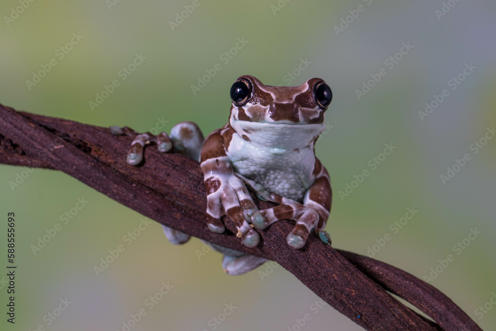 Foto de The Mission golden-eyed tree frog or Amazon milk frog ...