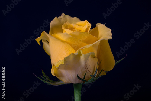 The flowers of the rose grow in many different colors, from the well-known red rose or yellow rose and sometimes white or purple rose