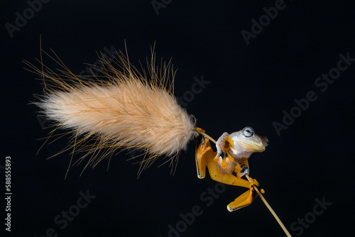 Wallace's flying frog (Rhacophorus nigropalmatus), also known as the gliding frog photo