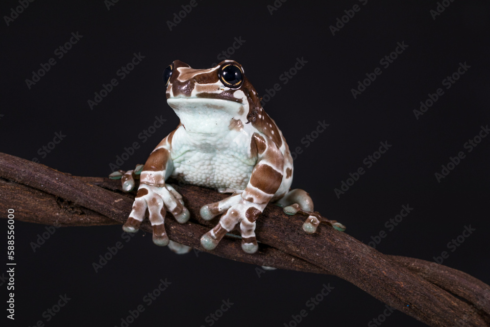 Foto de The Mission golden-eyed tree frog or Amazon milk frog ...