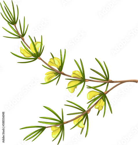 Redbush, cartoon Aspalathus linearis fresh herb © Vector Tradition