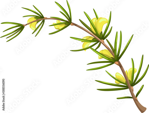 Aspalathus linearis rooibos herb herbal tea icon © Vector Tradition