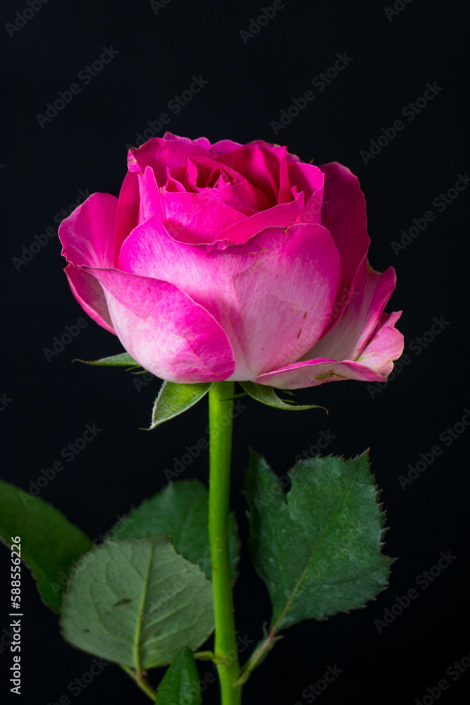 The flowers of the rose grow in many different colors, from the well-known red rose or yellow rose and sometimes white or purple rose The flowers of the rose grow in many different colors, from the well-known red rose or yellow rose and sometimes white or purple rose