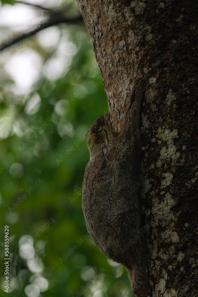 Obraz premium cute marsupial animal called bear cuscus (Ailurops ursinus) endemic to Wallacean zone at Sulawesi, Indoensia