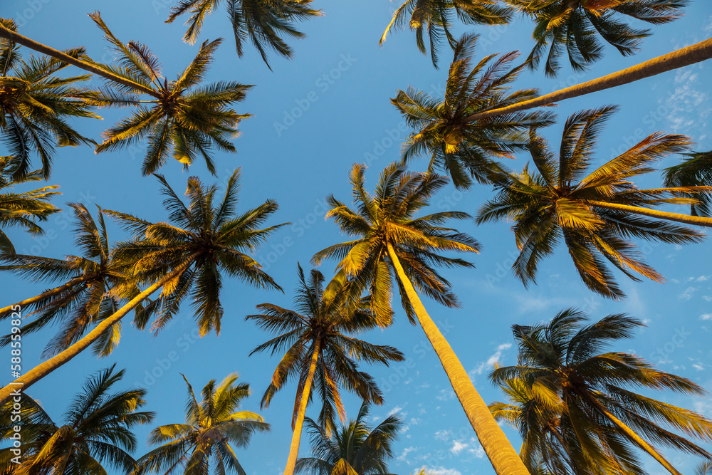 Fototapeta premium Palm plantation