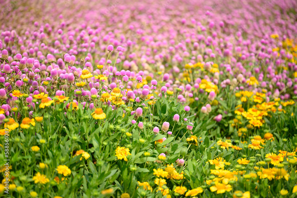 Beautiful pink Globe Amaranth flower and yellow Gaillardia flower in garden, spring season background Beautiful pink Globe Amaranth flower and yellow Gaillardia flower in garden, spring season background