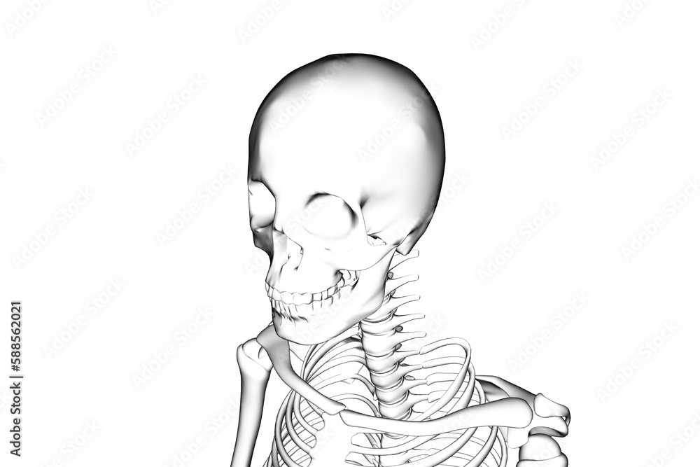 Illustrative image of skeleton Illustrative image of skeleton