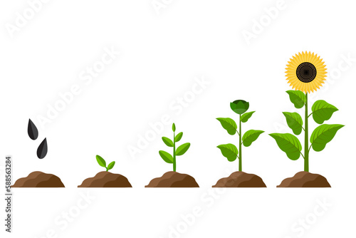 sunflower growth process. Organic concept. Vector illustration.