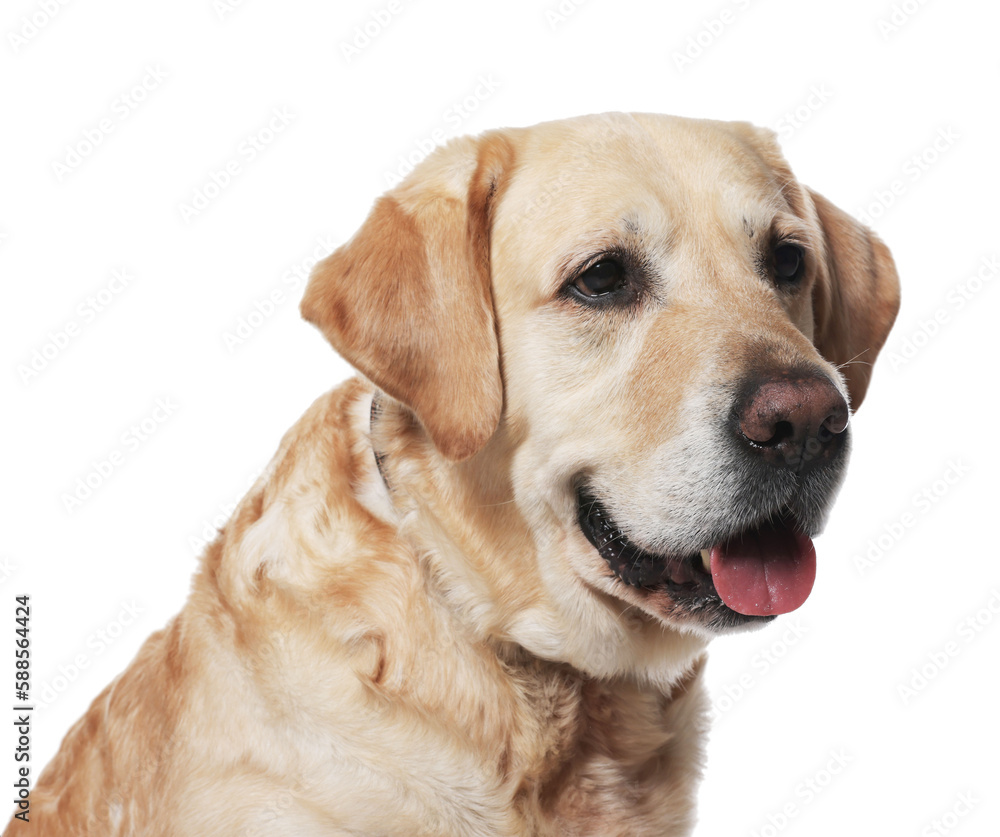 Cute Labrador Retriever in dog collar on white background