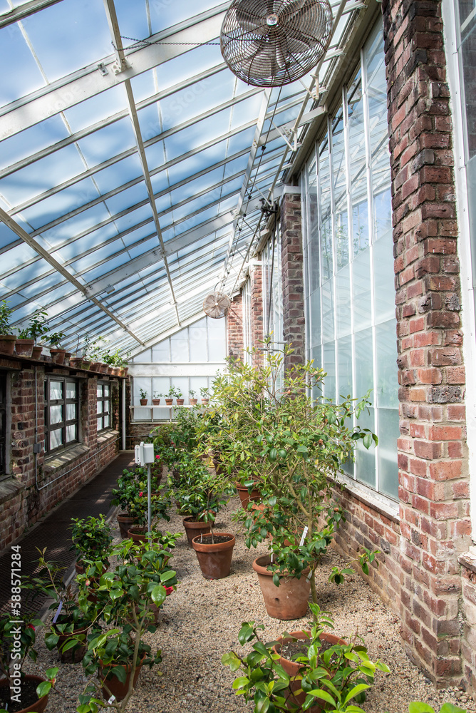 Fototapeta premium plants in greenhouse