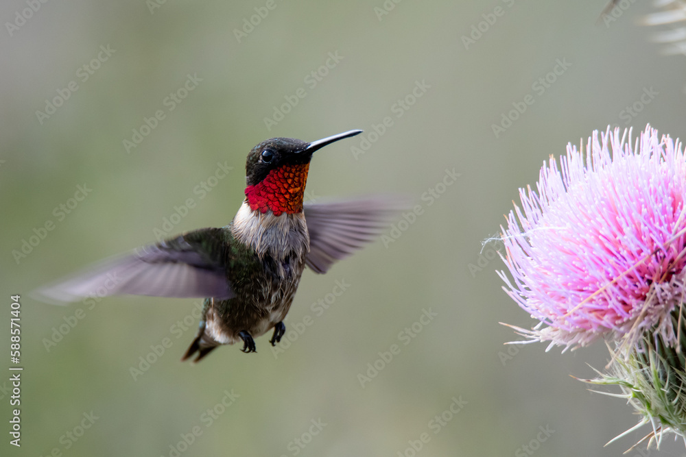 Fototapeta premium ruby throated hummingbird with purple thistle