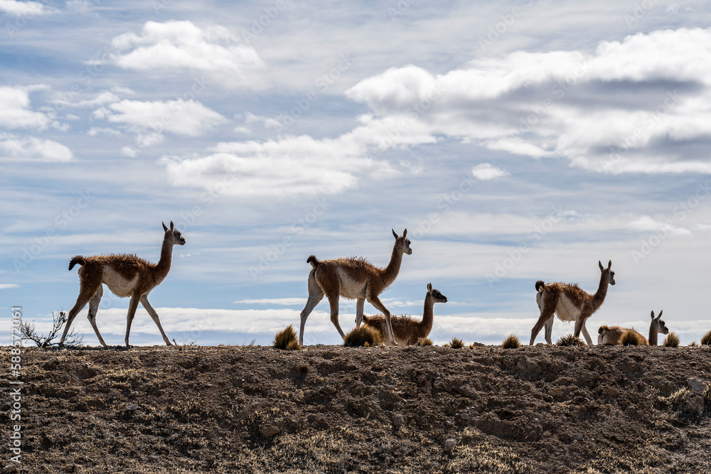 Guanacos in the field, in Peninsula Valdes, Chubut, Patagonia Argentina. Guanacos in the field, in Peninsula Valdes, Chubut, Patagonia Argentina.