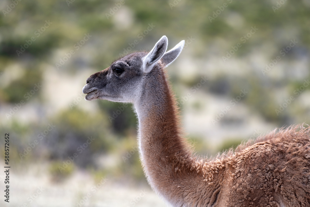 Close-up of a guanaco in profile in a field in Chubut, Patagonia Argentina.