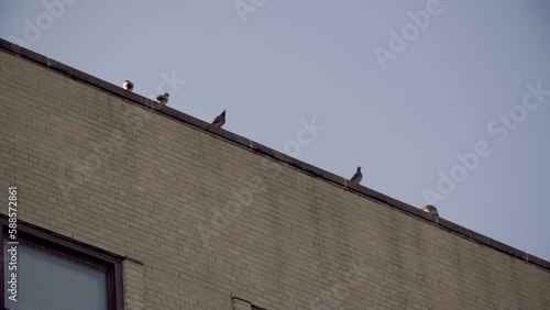 Telephoto Shot of Pigeons on Roof in New York City photo