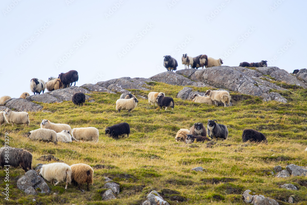 Obraz premium Icelandic Sheep Graze in the Mountain Meadow, Group of Domestic Animal in Pure and Clear Nature. Beautiful Icelandic Highlands. Ecologically Clean Lamb Meat and Wool Production. Scenic Area