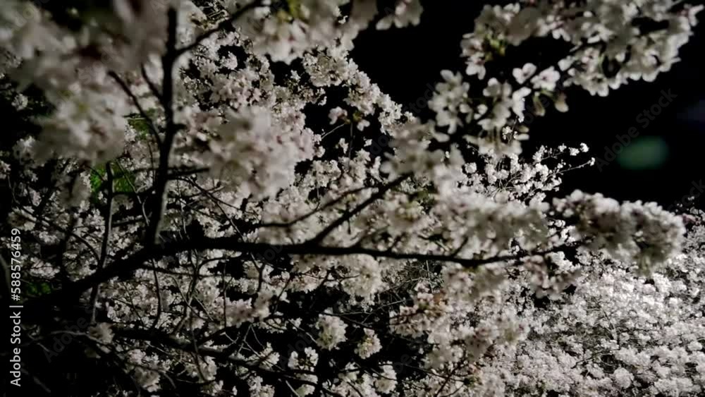 山崎川の街灯に照らされる夜桜 handheld 32sec 山崎川の街灯に照らされる夜桜 handheld 32sec