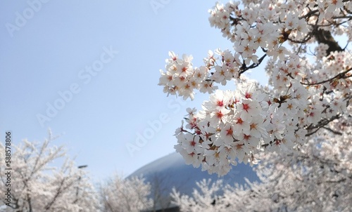 cherry blossom in spring photo