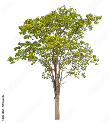 Green tree isolated on transparent background with clipping path  single tree with clipping path and alpha channel.