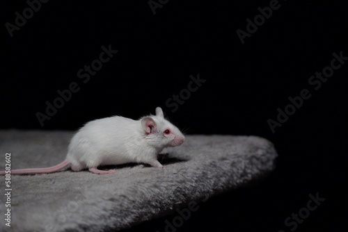 a white lab mouse sits on a table. High quality photo