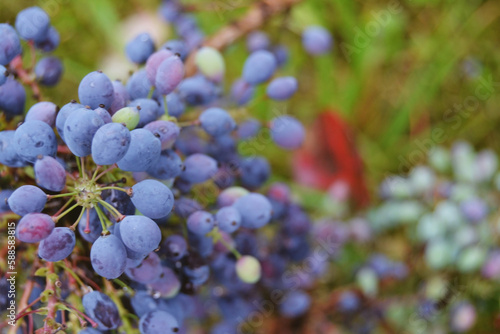 Large cluster of berries on a leatherleaf mahonia bush in the summer.