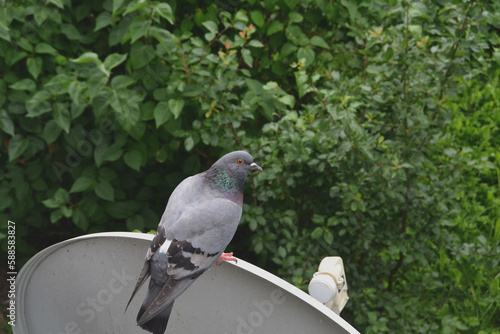 Pigeon sitting on the antenna