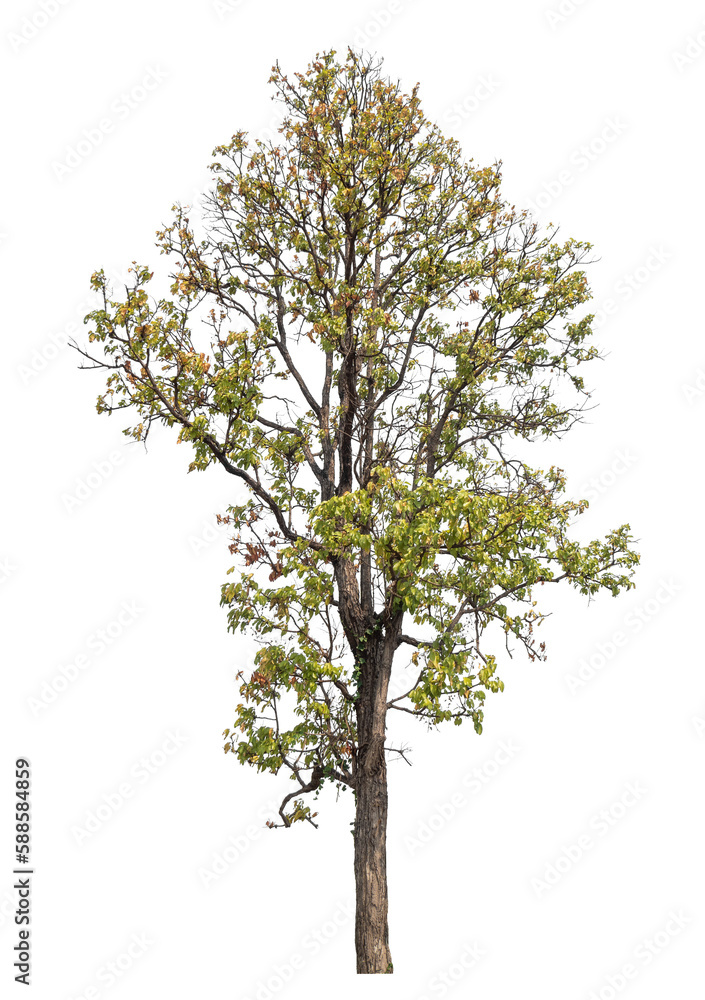 Green tree isolated on transparent background with clipping path, single tree with clipping path and alpha channel. Green tree isolated on transparent background with clipping path, single tree with clipping path and alpha channel.