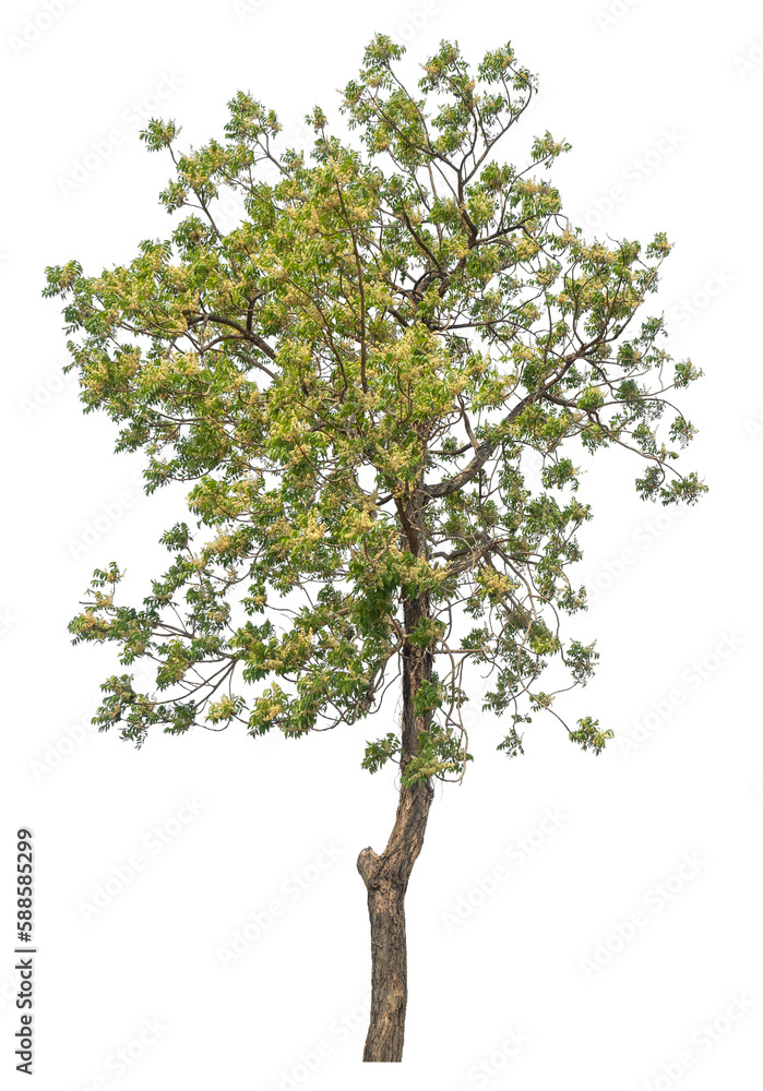 Green tree isolated on transparent background with clipping path, single tree with clipping path and alpha channel.