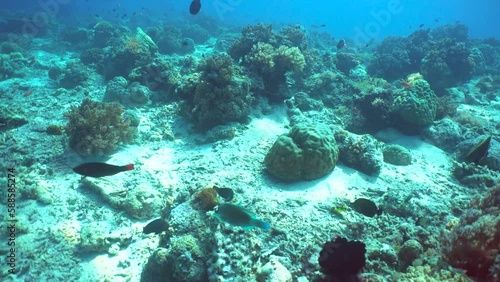 Wallpaper Mural Underwater fish garden reef. Reef coral scene. Coral garden seascape. Sipadan, Malaysia. Torontodigital.ca