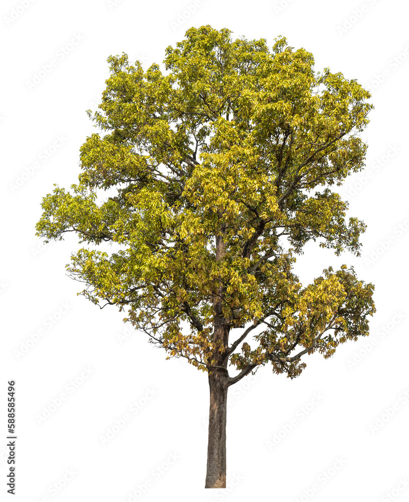 tree isolated on transparent background with clipping path, single tree with clipping path and alpha channel. tree isolated on transparent background with clipping path, single tree with clipping path and alpha channel.