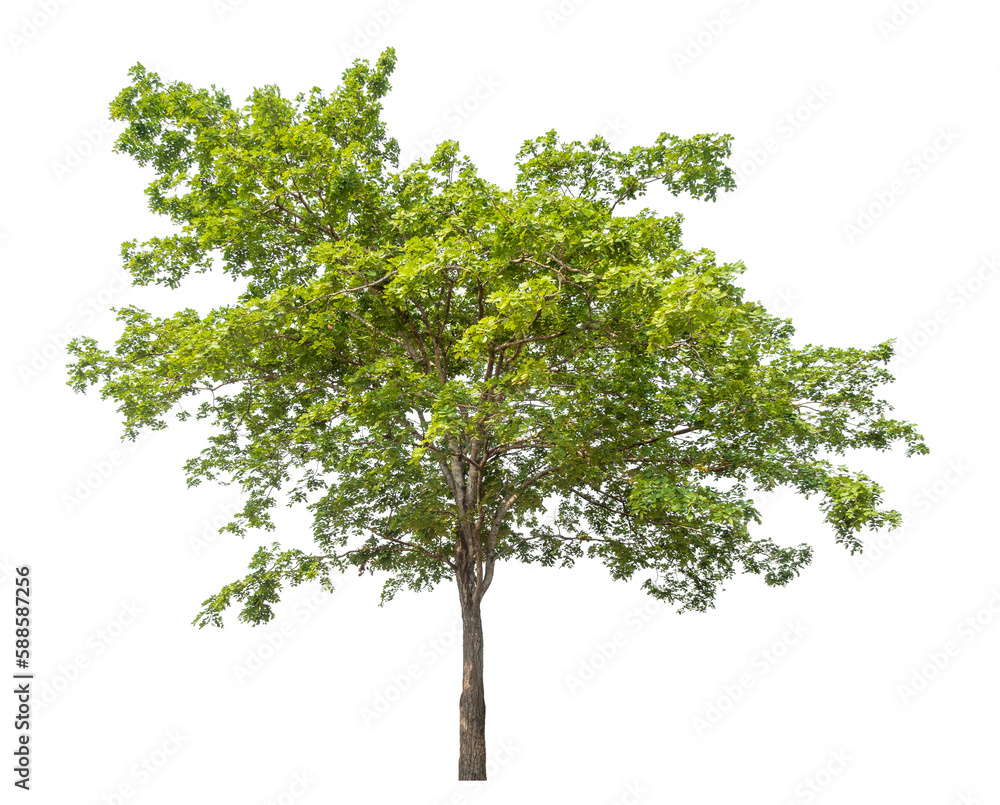 Green tree isolated on transparent background with clipping path, single tree with clipping path and alpha channel.