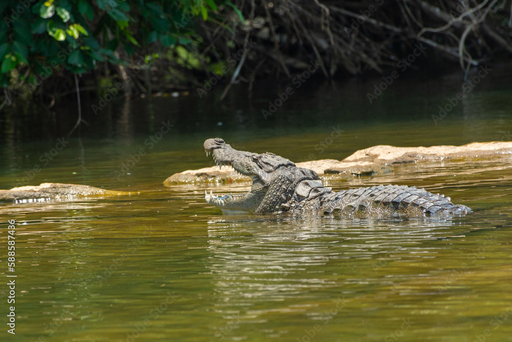Fototapeta premium crocodile