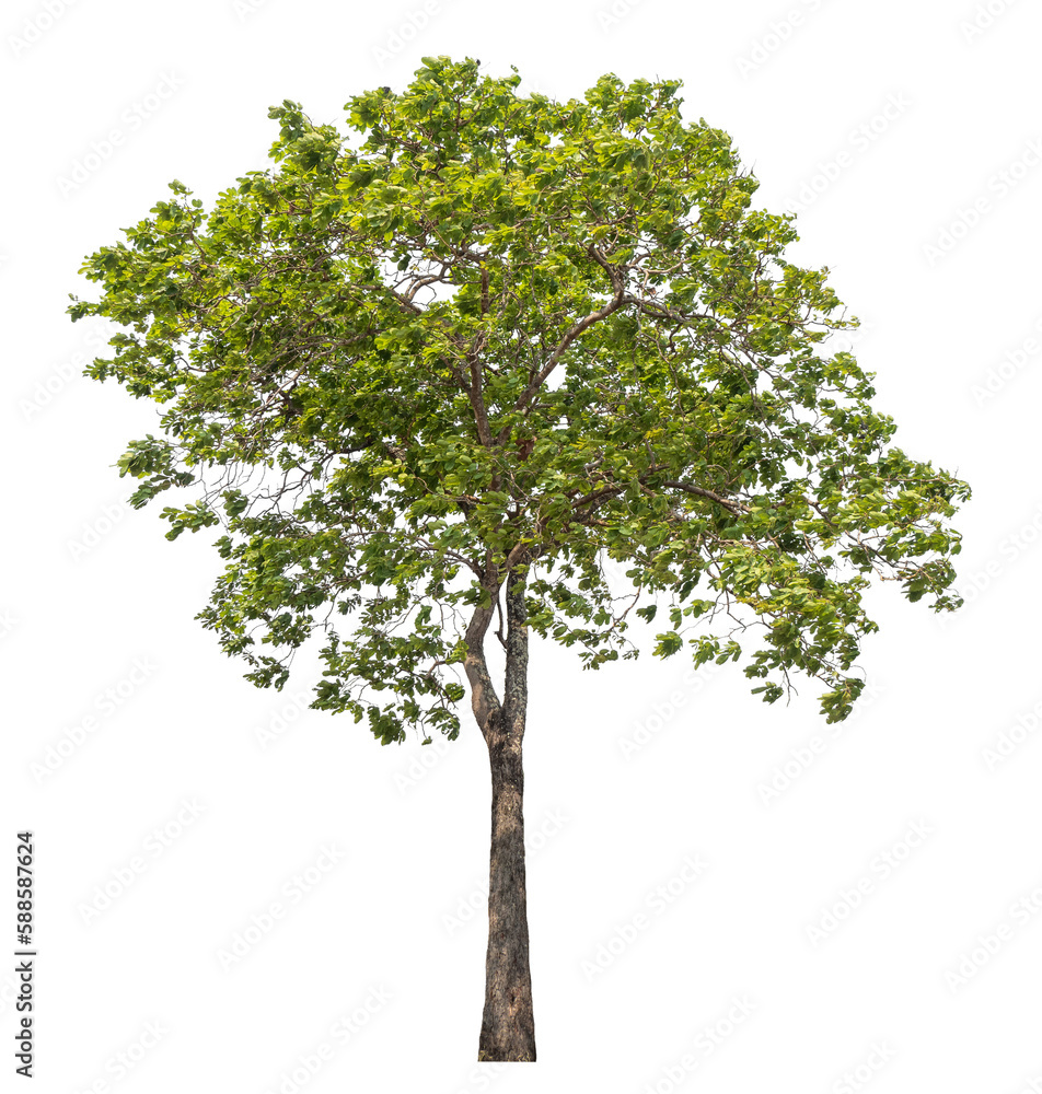 Obraz premium Green tree isolated on transparent background with clipping path, single tree with clipping path and alpha channel.