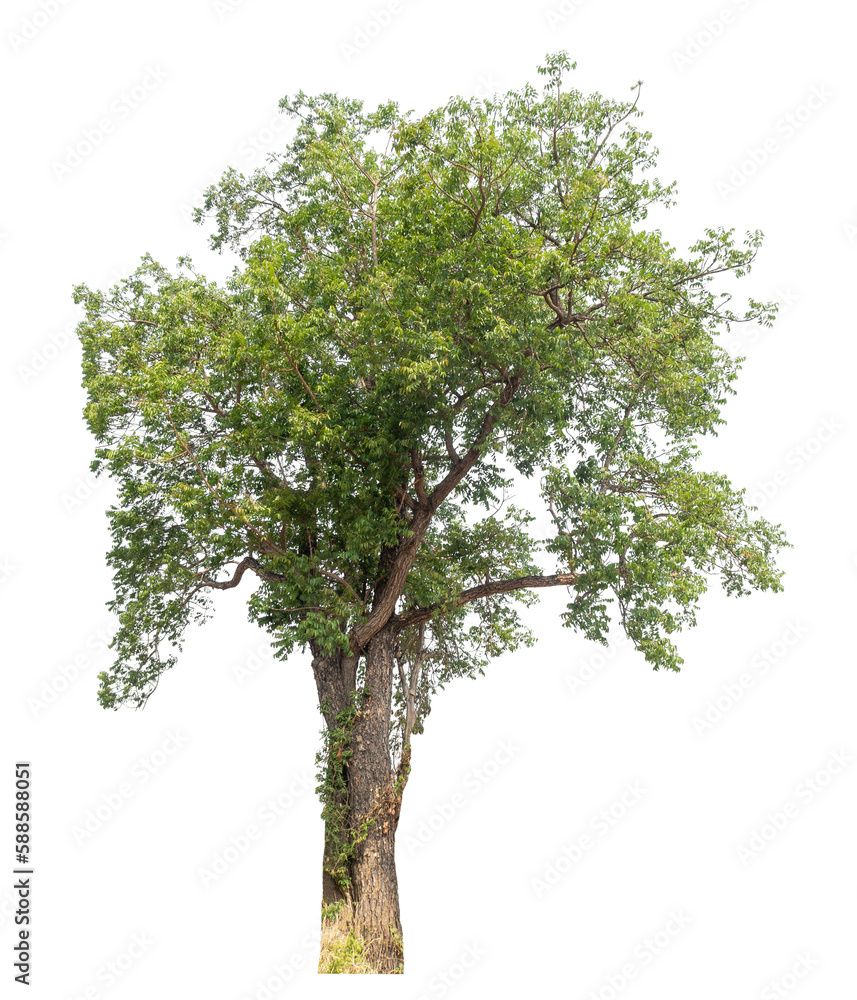 Fototapeta premium Green tree isolated on transparent background with clipping path, single tree with clipping path and alpha channel.