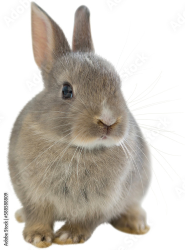 Close-up of Easter bunny Fototapeta