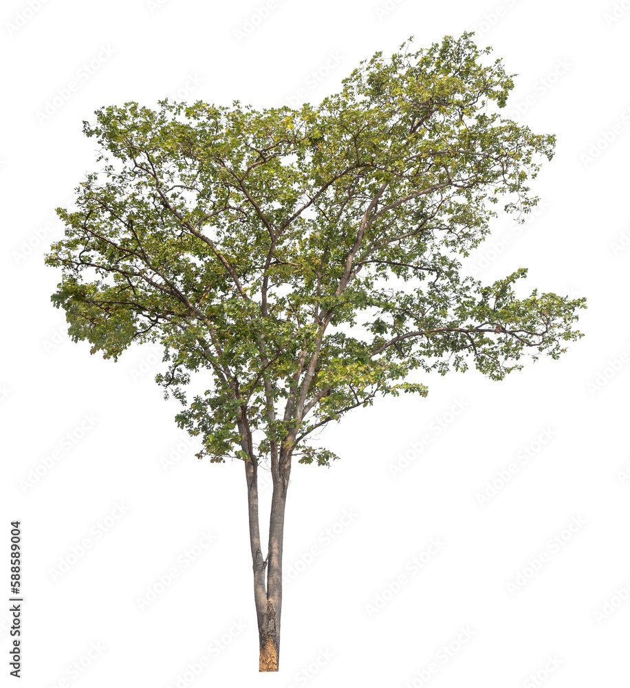 Green tree isolated on transparent background with clipping path, single tree with clipping path and alpha channel. Green tree isolated on transparent background with clipping path, single tree with clipping path and alpha channel.