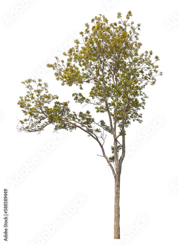 Green tree isolated on transparent background with clipping path, single tree with clipping path and alpha channel.