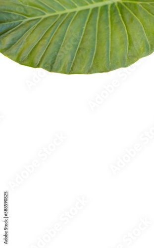 Green patterned plant leaf 