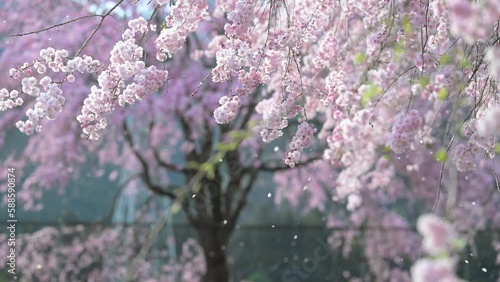 美しい桜吹雪の背景を使いやすくした春の風景