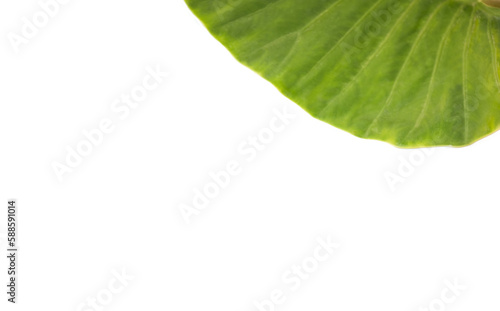 Leaf over white background