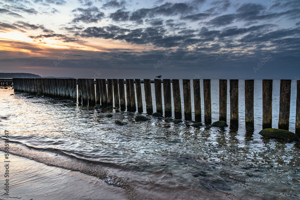 Wooden groynes on beach of Baltic sea in Svetlogorsk at sunset. Kaliningrad region. Russia