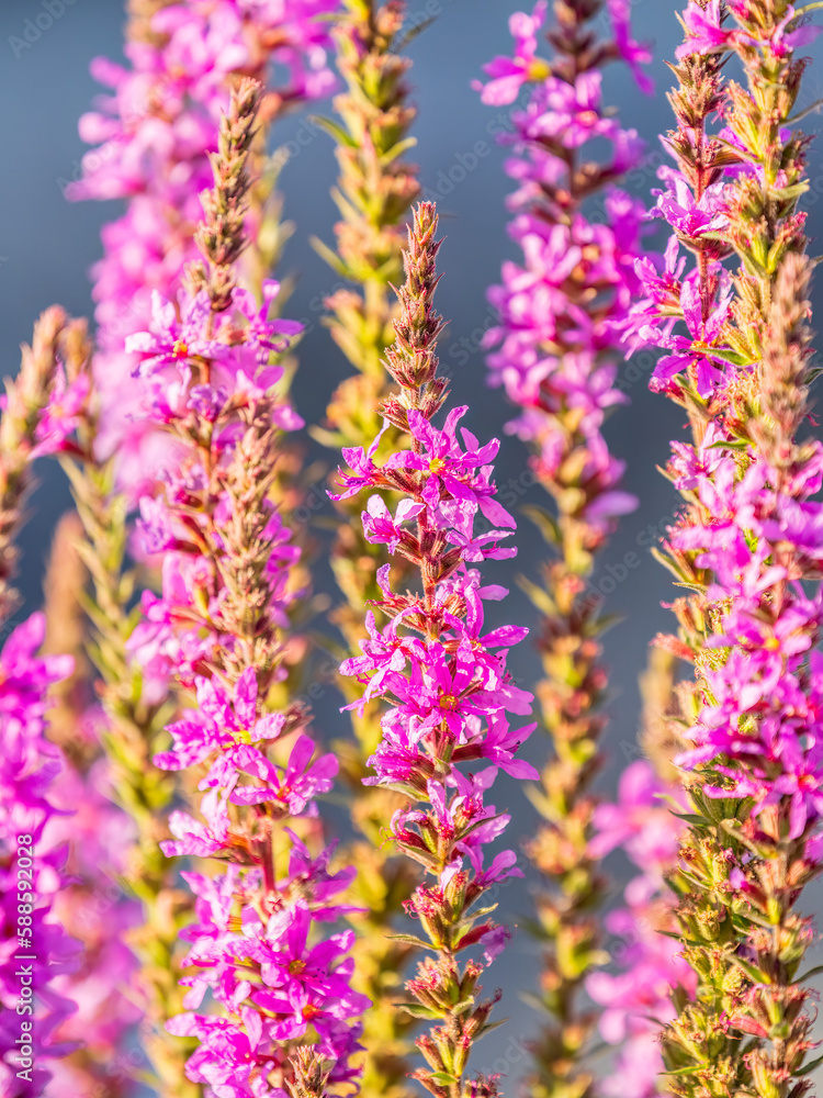 Naklejka premium Summer Flowering Purple Loosestrife, Lythrum tomentosum on a green blured background.